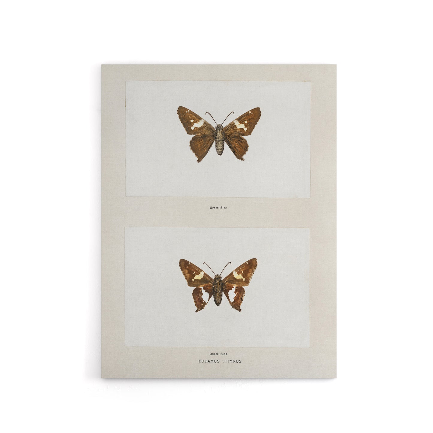 Silver Spotted Skipper Butterfly Denton Canvas Wall Art Print