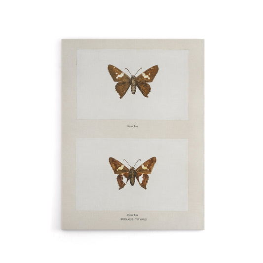 Silver Spotted Skipper Butterfly Denton Canvas Wall Art Print