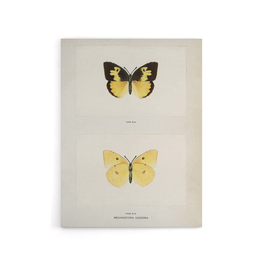 Southern Dogface Butterfly Sherman Denton Canvas Wall Art Print