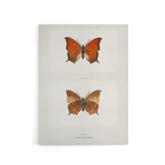 Tropical Leafwing Butterfly Sherman Denton Canvas Wall Art Print