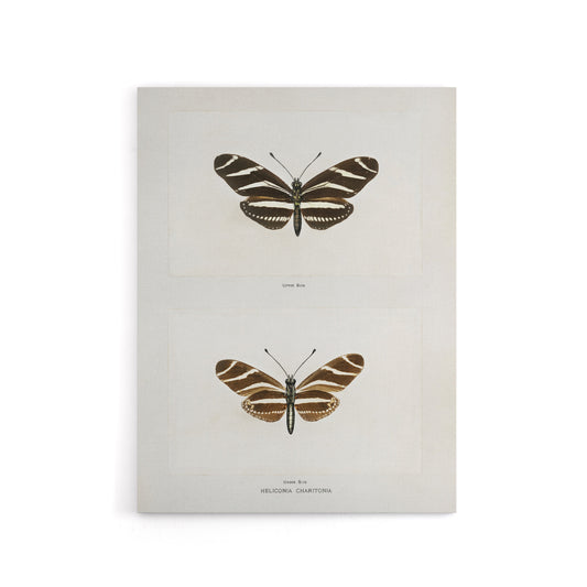 Zebra Longwing Butterfly Sherman Denton Canvas Wall Art Print