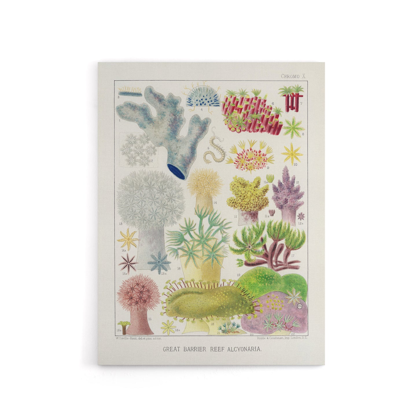 Great Barrier Reef Alcyonaria Kent Canvas Wall Art Print