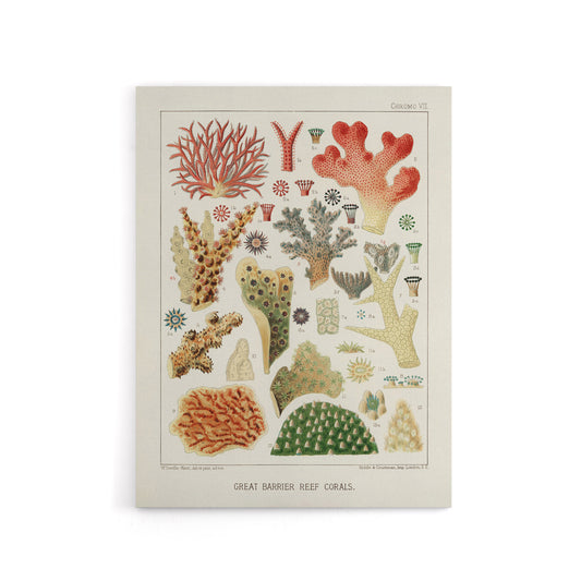 Great Barrier Reef of Australia Corals Kent Canvas Wall Art Print