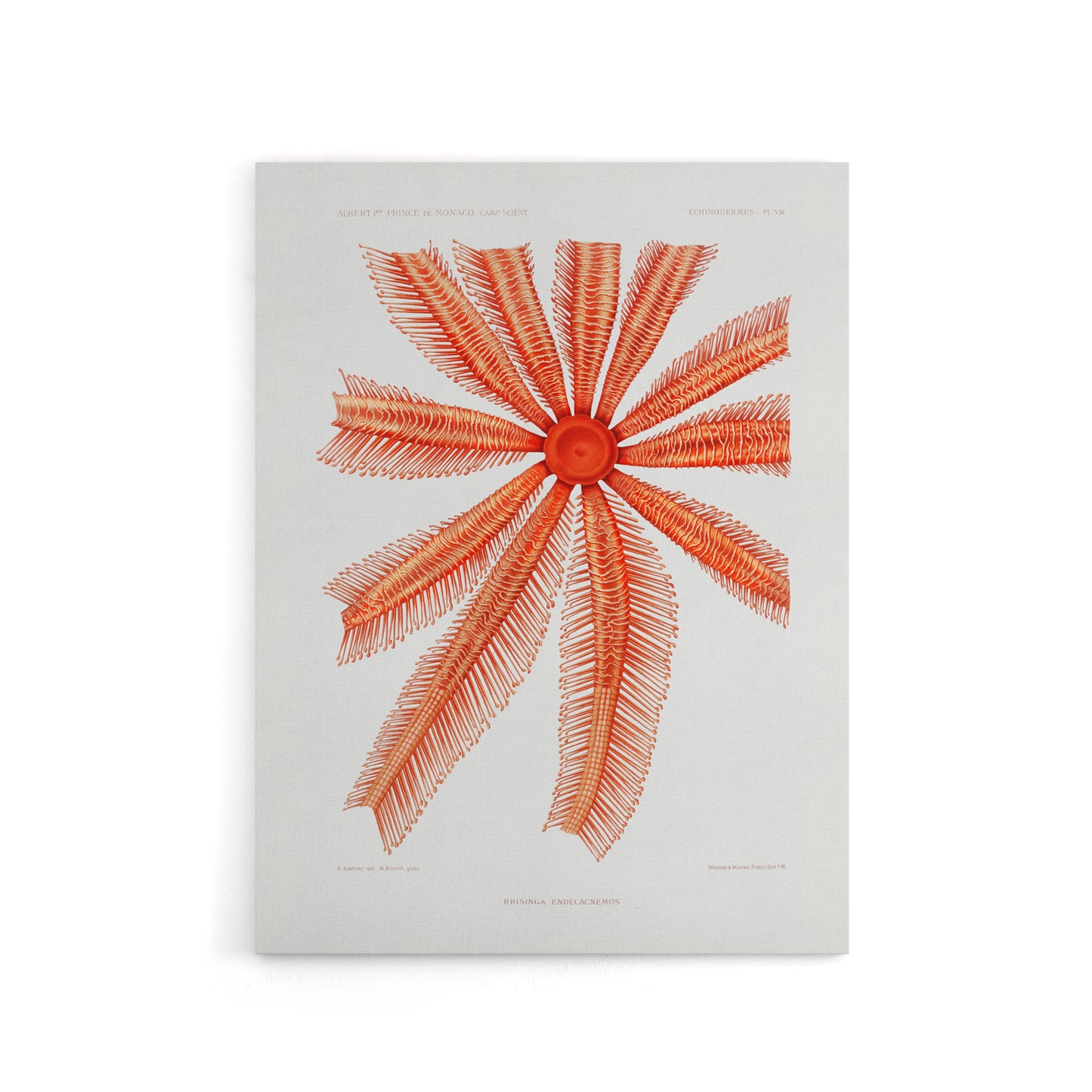 Brisingida Starfish Marine Life Albert I Canvas Wall Art Print