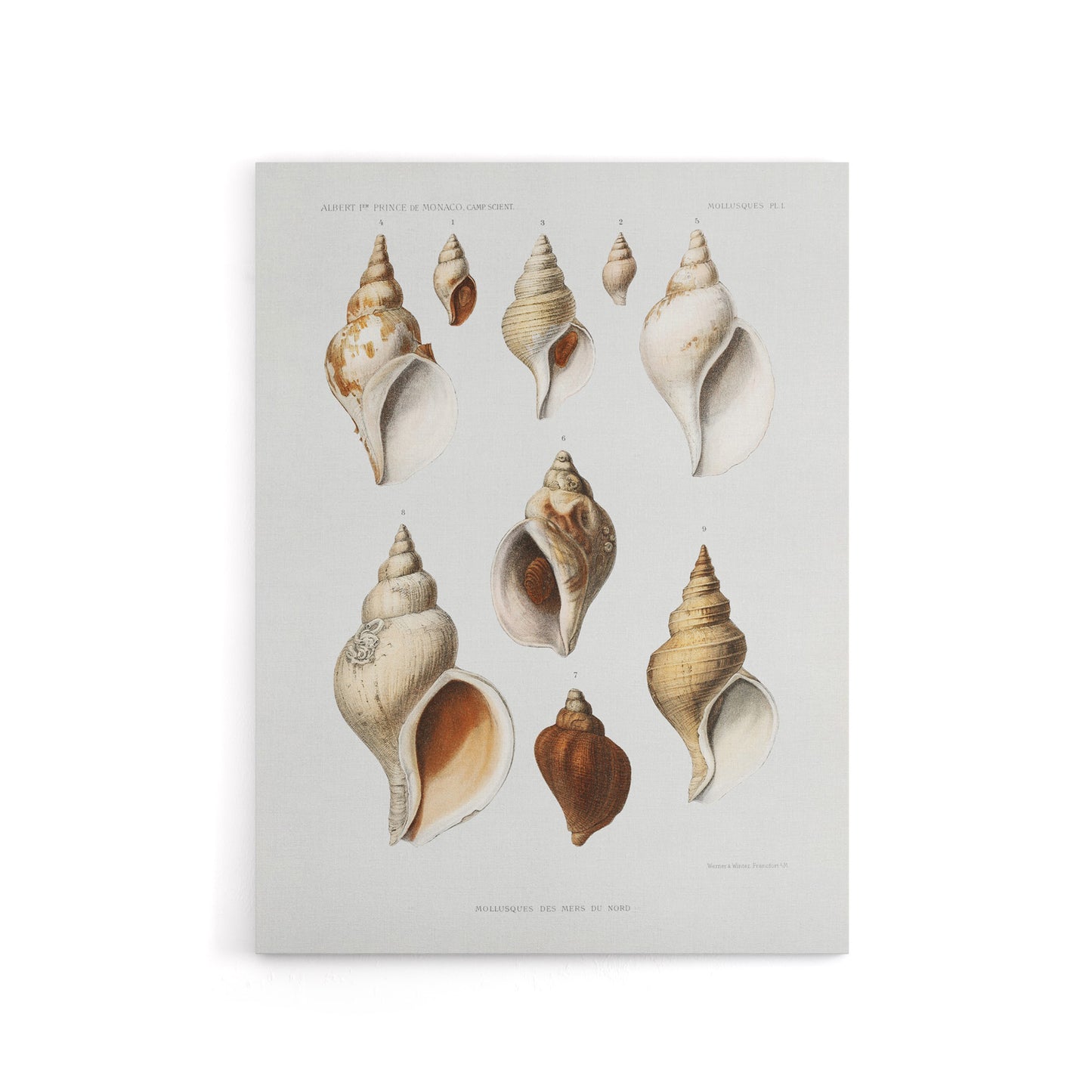 Molluscs of the Northern Seas Albert I Canvas Wall Art Print