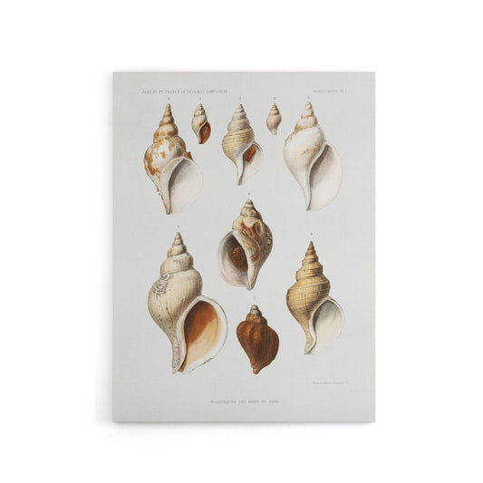 Molluscs of the Northern Seas Albert I Canvas Wall Art Print