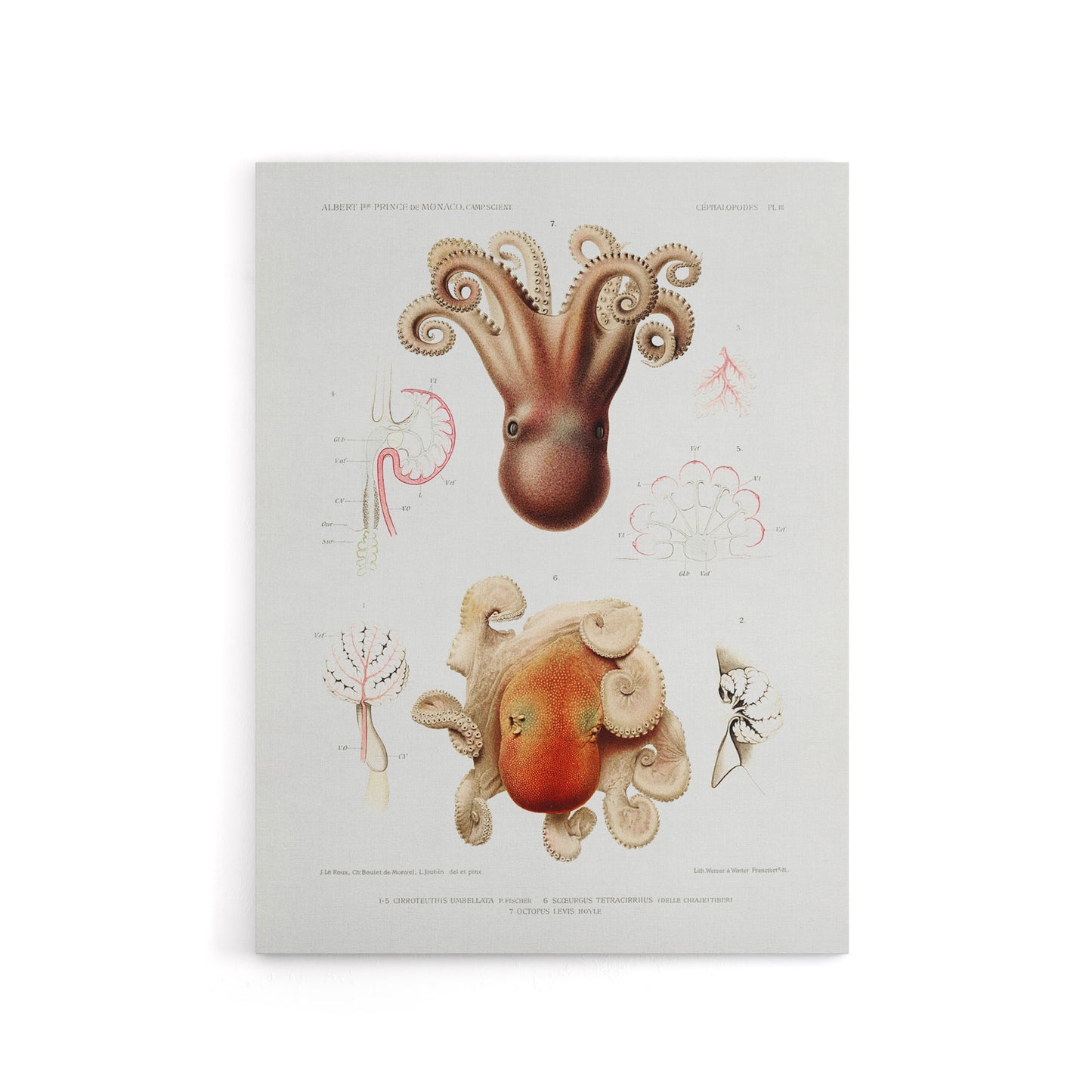 Octopus Marine Life Study Albert I Canvas Wall Art Print
