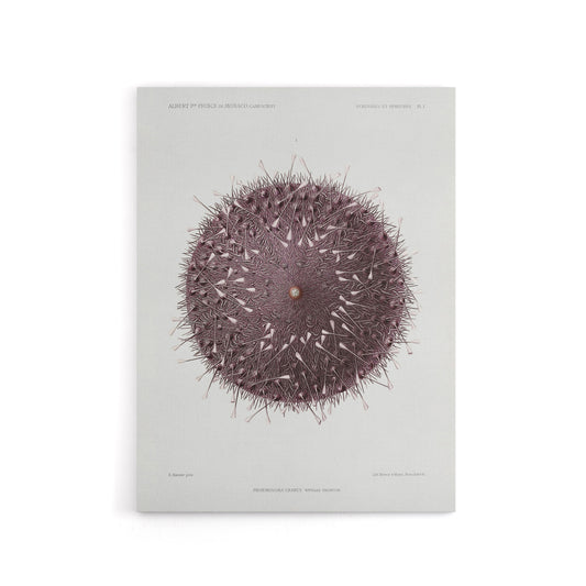 Sea Urchin Marine Life Illustration Albert I Canvas Wall Art Print