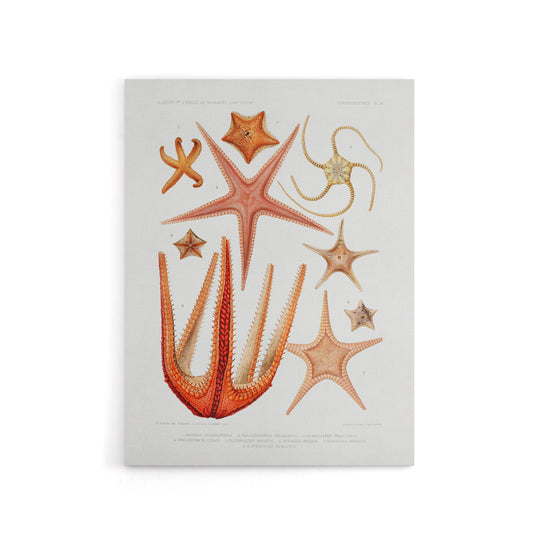 Starfish Biodiversity Illustration Albert I Canvas Wall Art Print