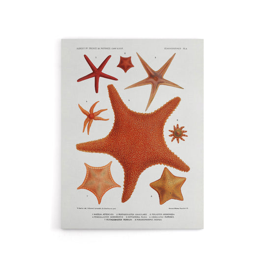 Starfish Varieties Marine Life Albert I Canvas Wall Art Print