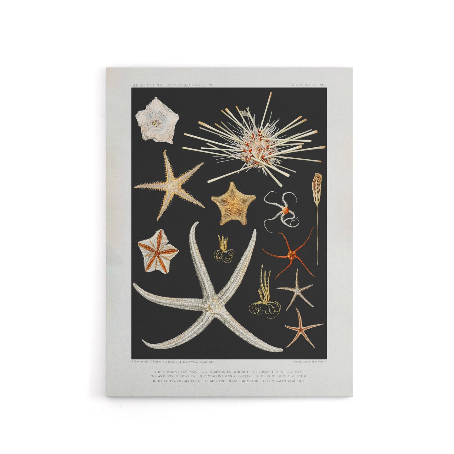 Varieties of Marine Life Starfish Albert I Canvas Wall Art Print