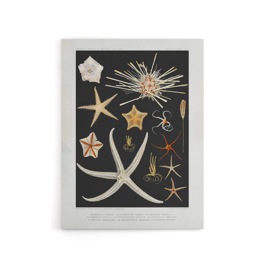Varieties of Marine Life Starfish Albert I Canvas Wall Art Print