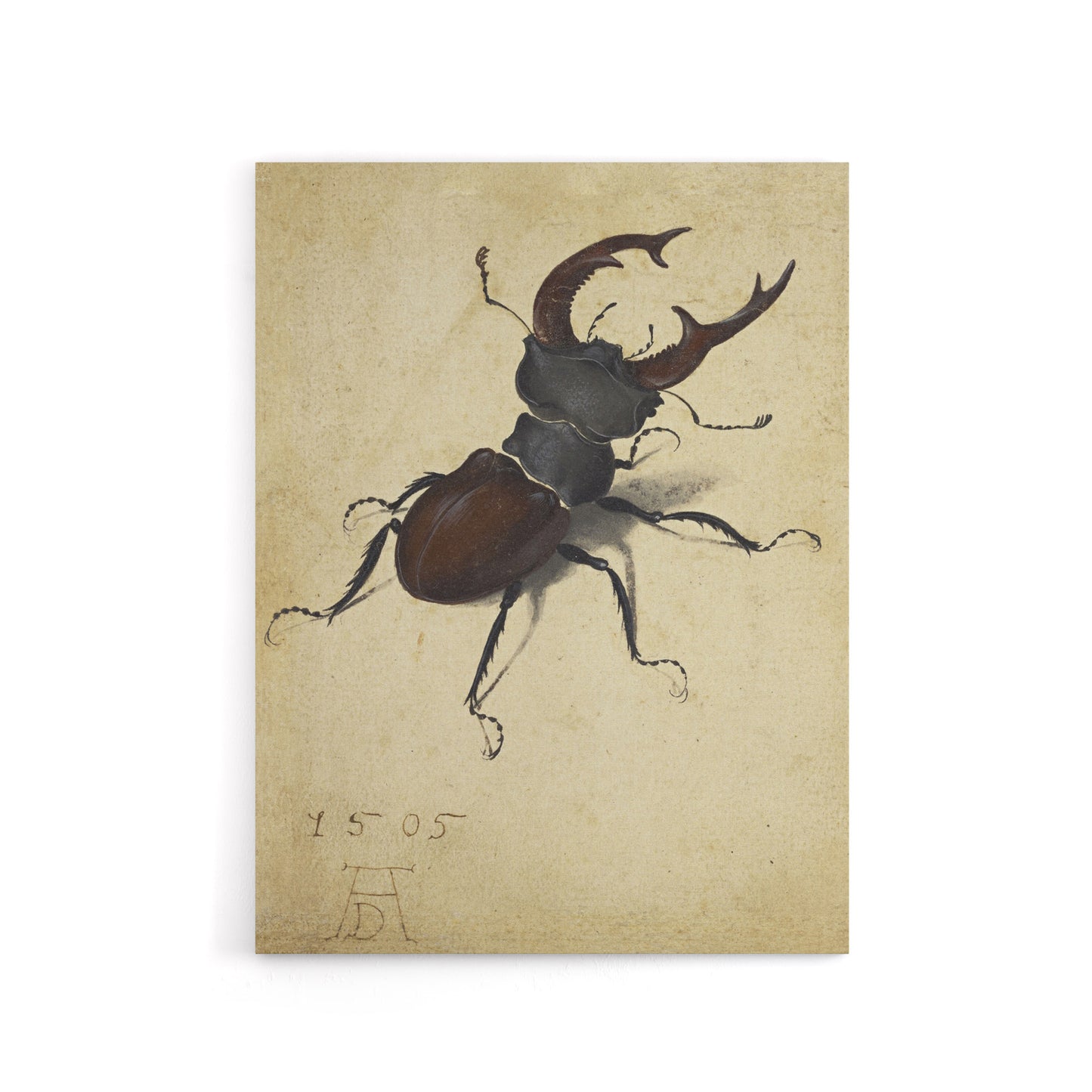 Stag Beetle Nature Study Albrecht Durer Canvas Wall Art Print