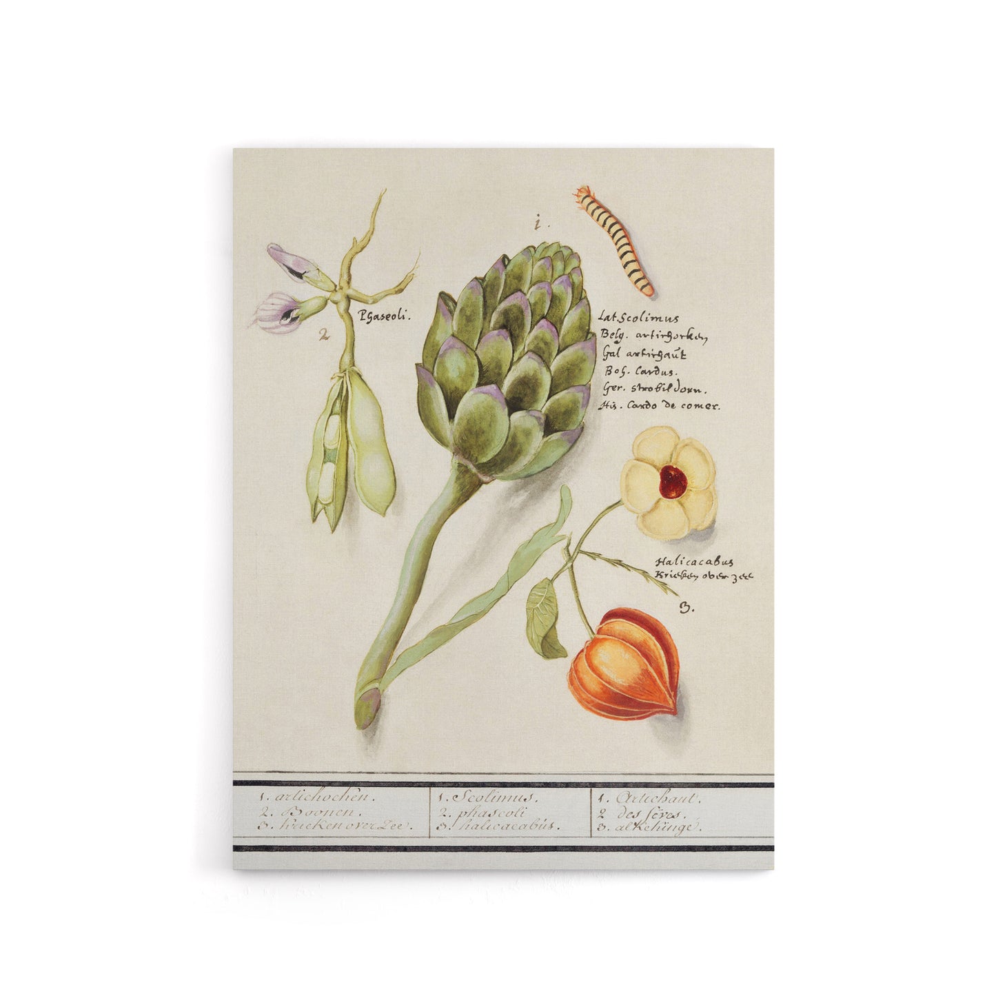 Artichoke Broad beans and Groundcherry de Boodt Canvas Wall Art Print