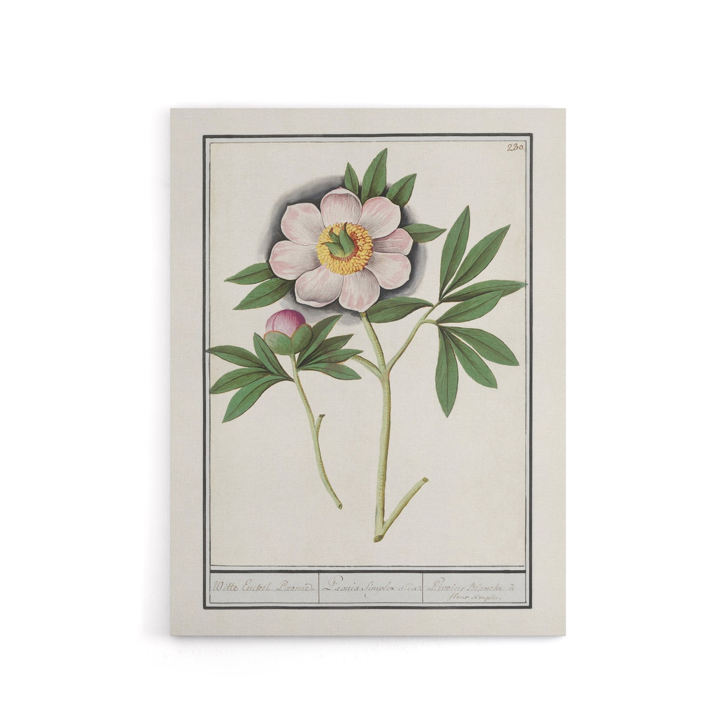 Blooming Peony Flower Anselmus de Boodt Canvas Wall Art Print