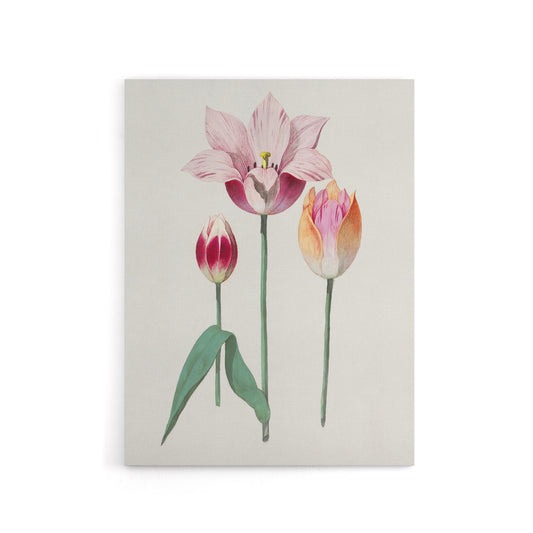 Blooming Tulip Flower Anselmus de Boodt Canvas Wall Art Print