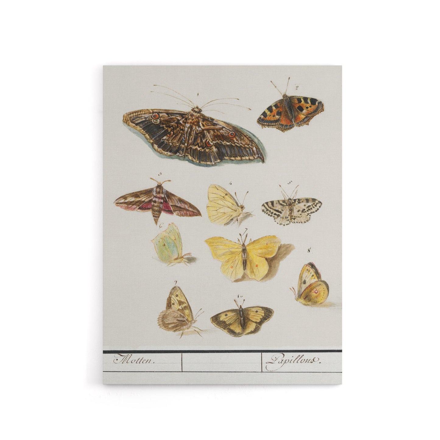 Butterflies and moths Anselmus de Boodt Canvas Wall Art Print