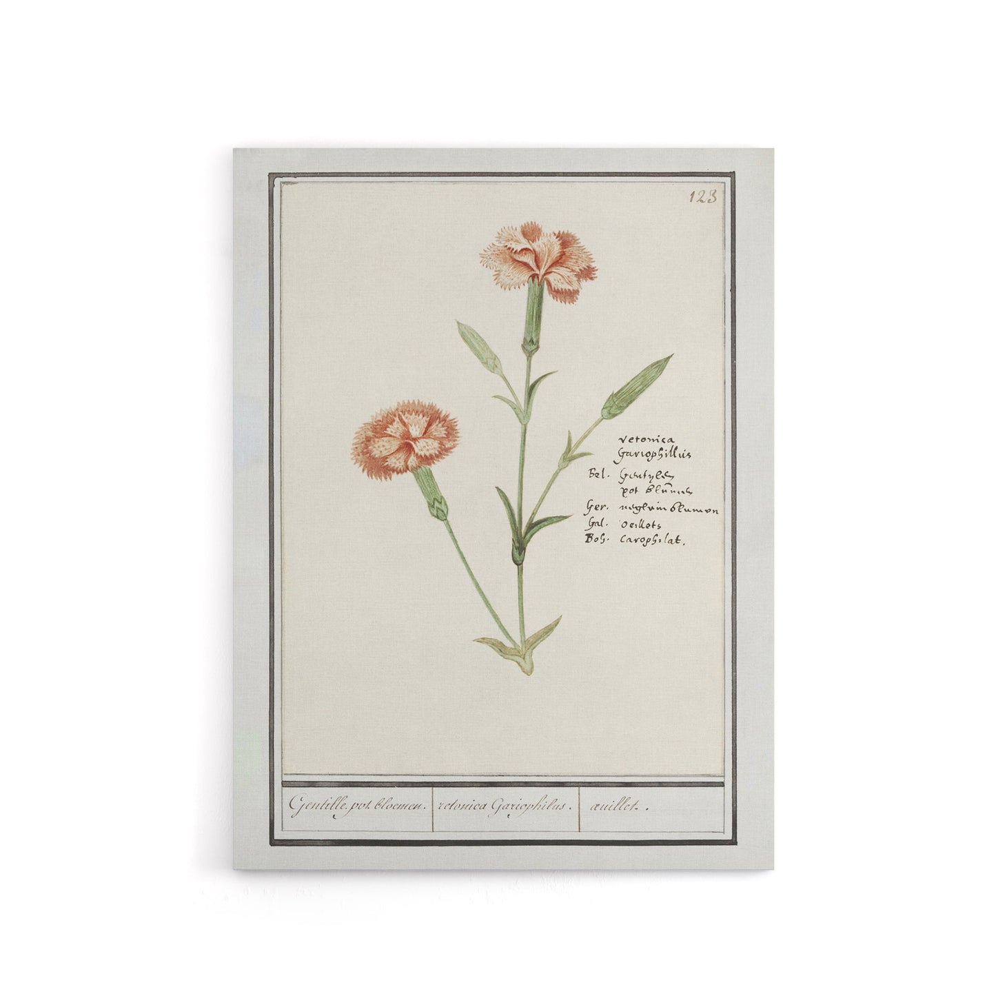 Carnation Dianthus Flower Anselmus de Boodt Canvas Wall Art Print