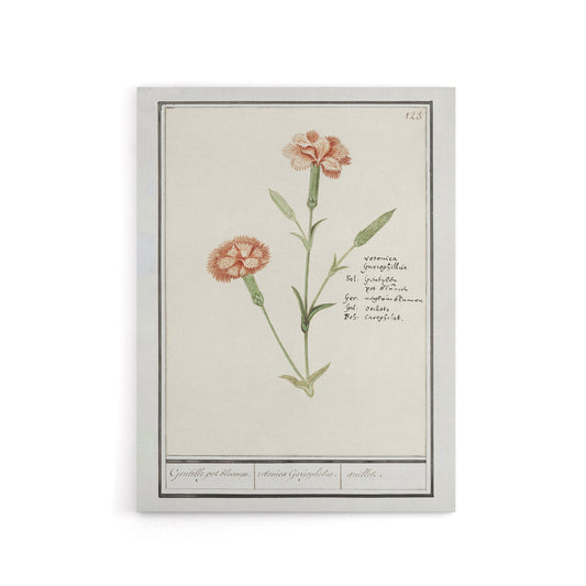 Carnation Dianthus Flower Anselmus de Boodt Canvas Wall Art Print