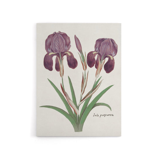 Purple iris germanica Anselmus de Boodt Canvas Wall Art Print