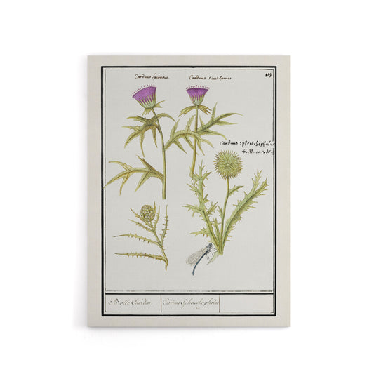 Thistle and Artichoke Flowers de Boodt Canvas Wall Art Print