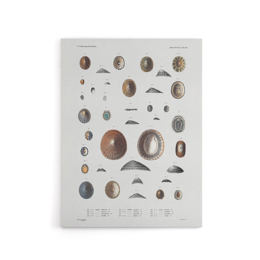 Mollusca Shells Marine Life Augustus Gould Canvas Wall Art Print
