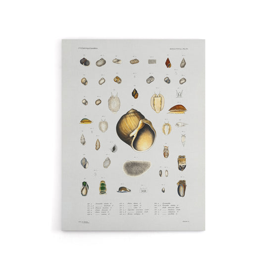 Sea snail varieties set Augustus Gould Canvas Wall Art Print