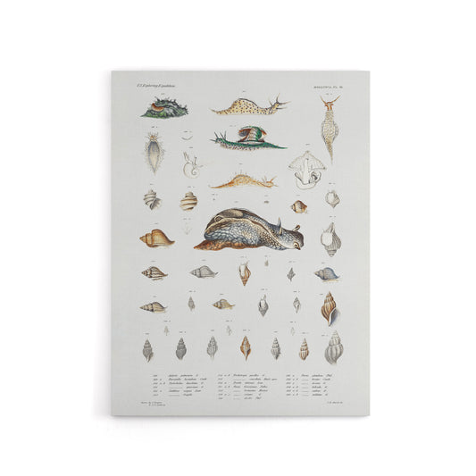 Snail varieties and shells Augustus Gould Canvas Wall Art Print