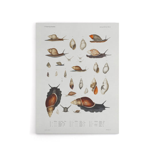 Snail shell Marine Life Ocean Augustus Gould Canvas Wall Art Print