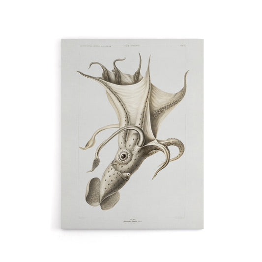 cockeyed squid illustration Carl Chun Canvas Wall Art Print