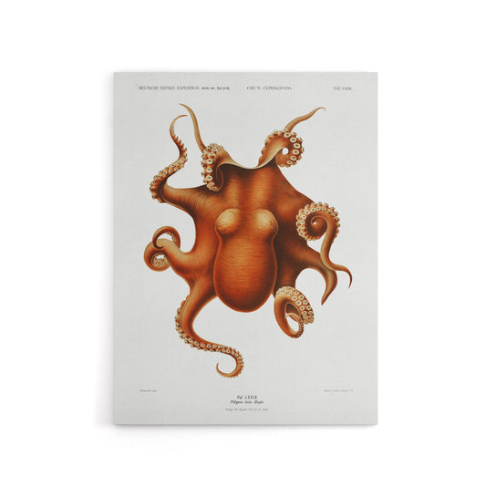 Octopus Vintage Illustration Carl Chun Canvas Wall Art Print