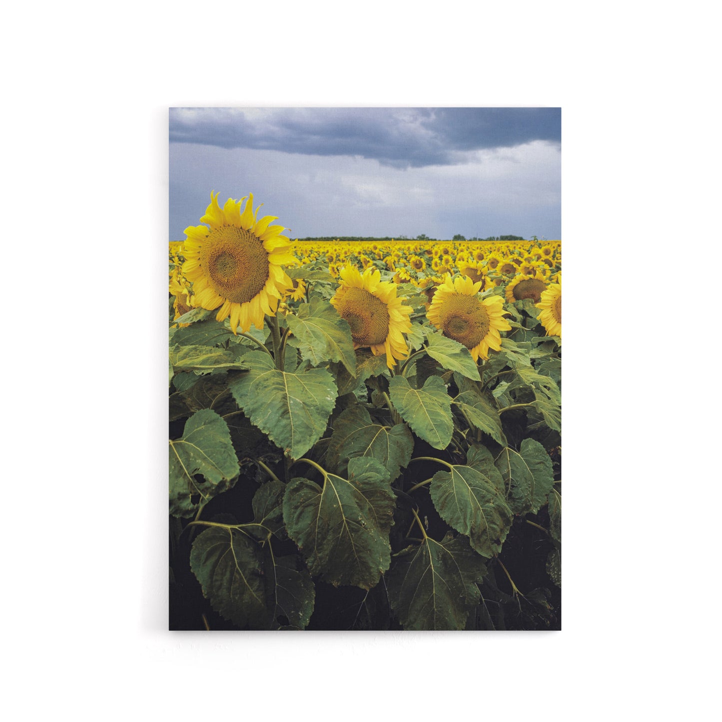 A Kansas sunflower field up close Highsmith Canvas Wall Art Print