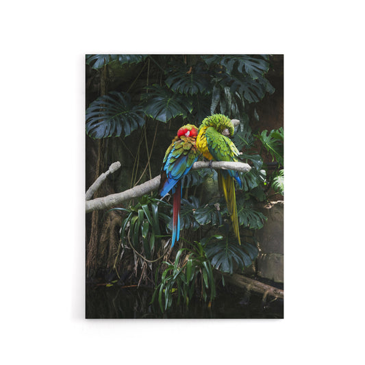 Colourful Sleeping Parrots Carol M Highsmith Canvas Wall Art Print