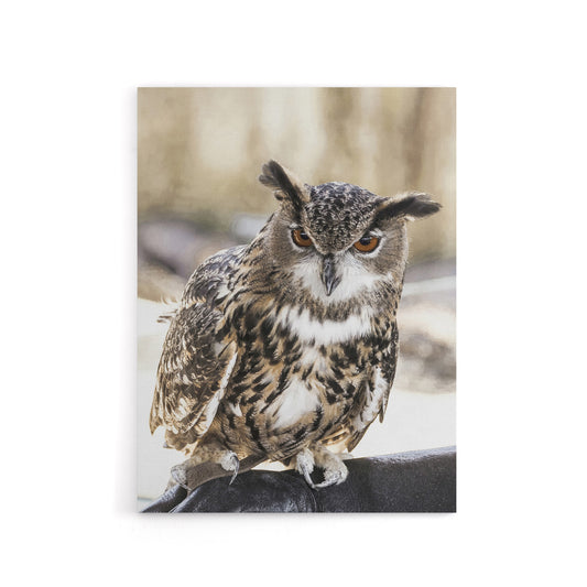 Owl perched on a rock Carol M Highsmith Canvas Wall Art Print