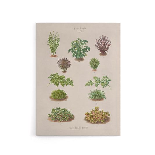Botanical Bushes Varieties Ernst Benary Canvas Wall Art Print