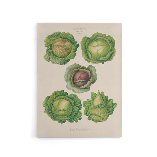 Cabbages Botanical Kitchen Ernst Benary Canvas Wall Art Print