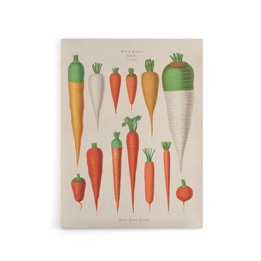 Carrots Vegetables Kitchen Ernst Benary Canvas Wall Art Print