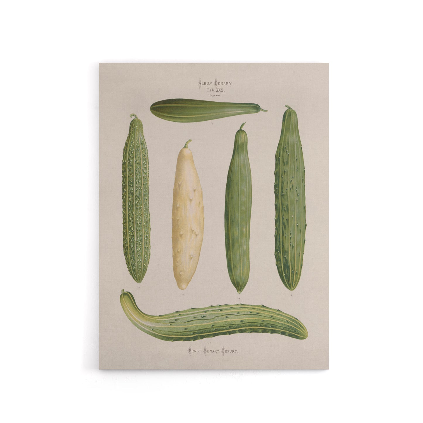 Frame Cucumbers Kitchen Decor Ernst Benary Canvas Wall Art Print