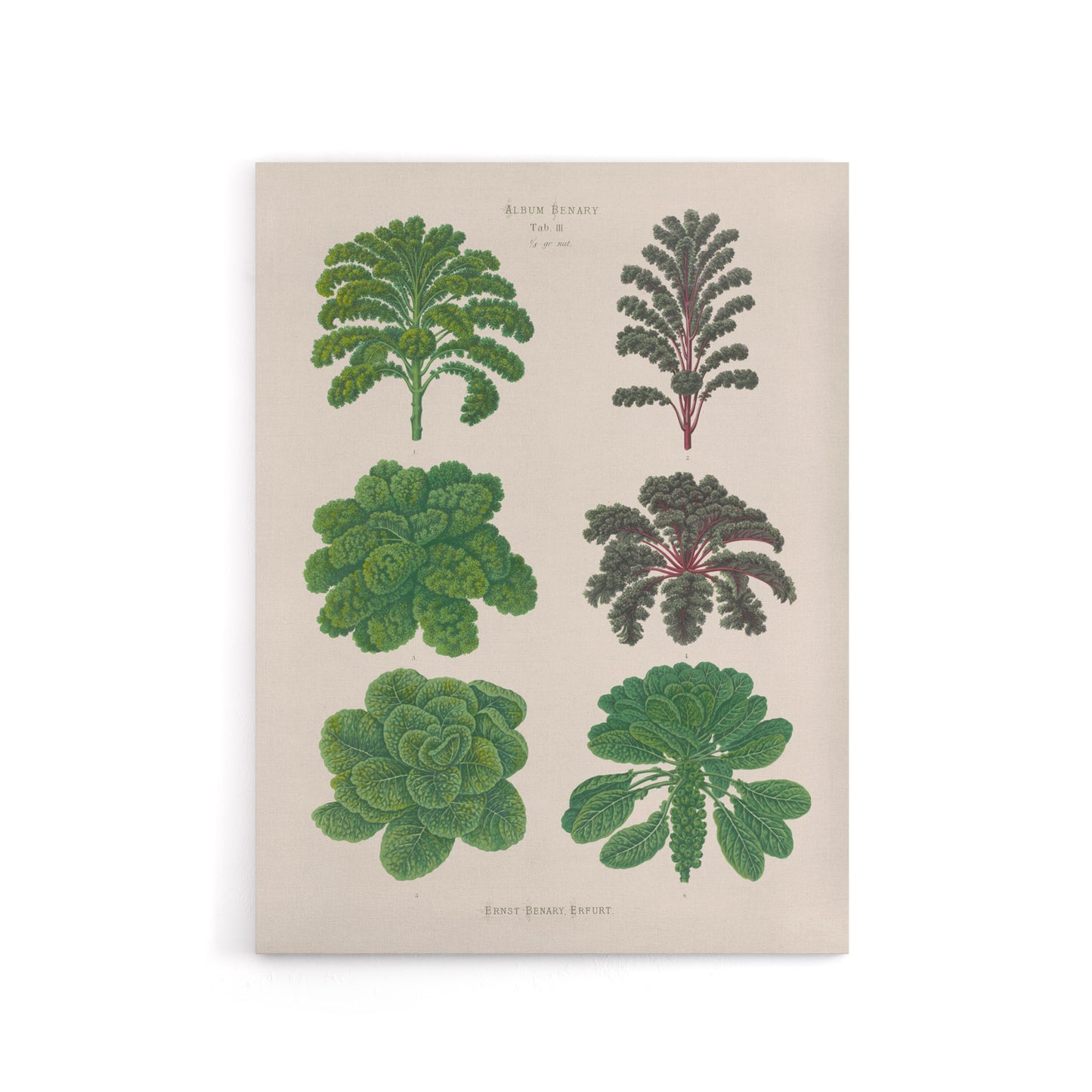 Kales and Brussel Sprouts Ernst Benary Canvas Wall Art Print