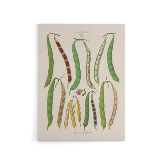 Kidney or Snap Beans Kitchen Ernst Benary Canvas Wall Art Print