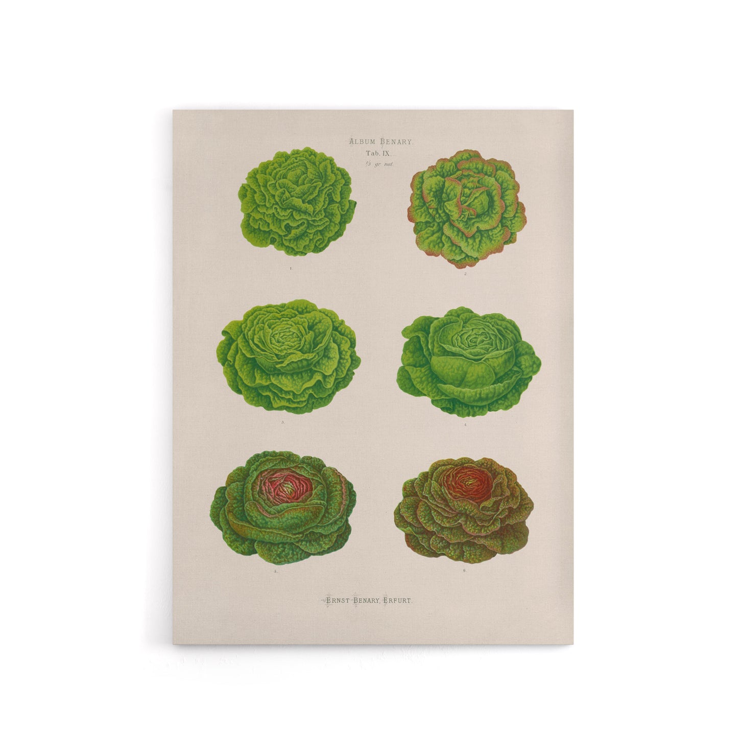Lettuces Cabbage Varieties Ernst Benary Canvas Wall Art Print