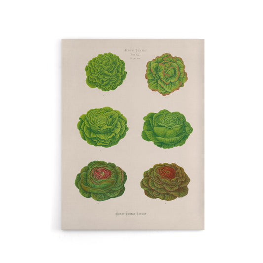 Lettuces Cabbage Varieties Ernst Benary Canvas Wall Art Print