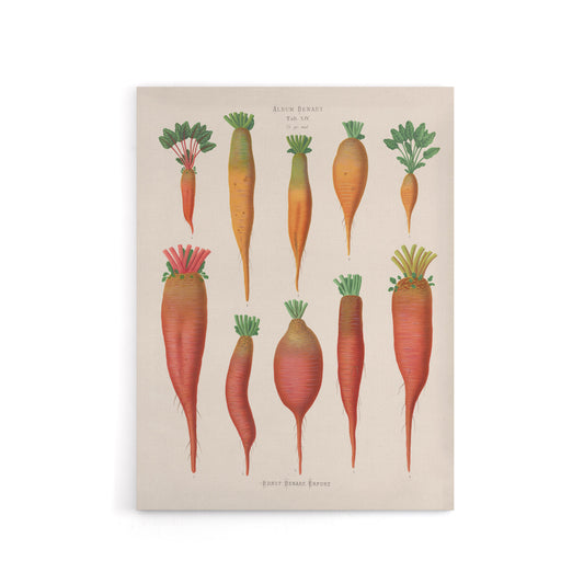 Mangold Wurzels Field Beet Ernst Benary Canvas Wall Art Print