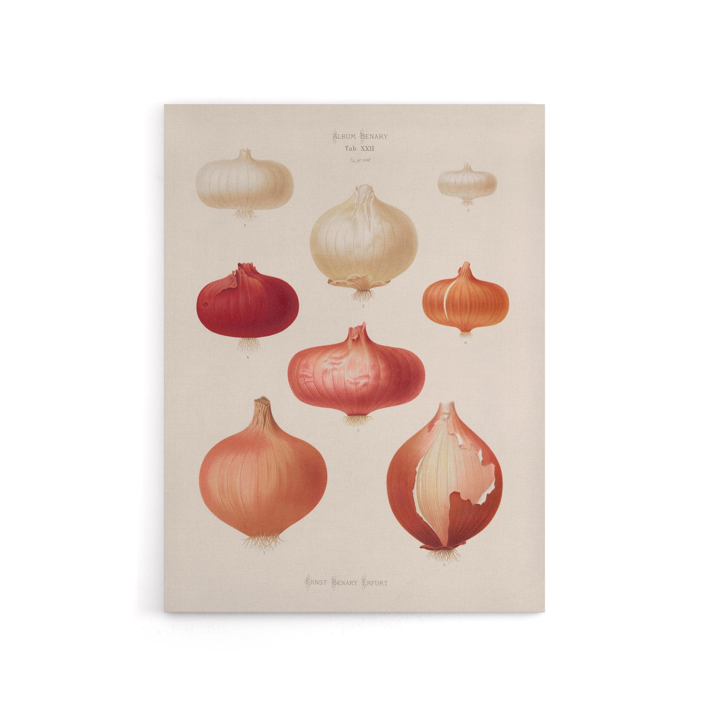 Onions Vintage Kitchen Ernst Benary Canvas Wall Art Print