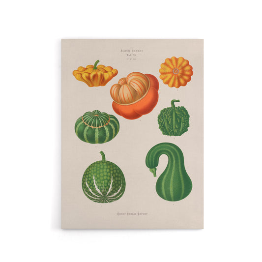 Ornamental Gourds Kitchen Decor Ernst Benary Canvas Wall Art Print