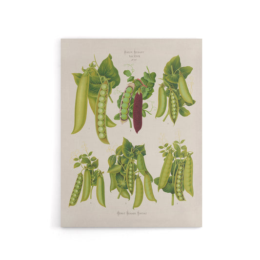 Peas Kitchen Vintage Botanical Ernst Benary Canvas Wall Art Print