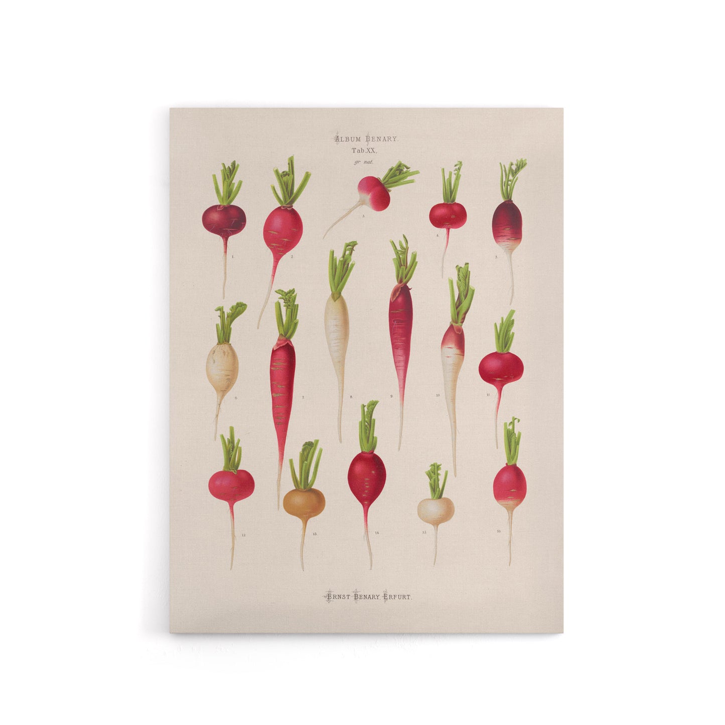 Radishes from Album Benary Ernst Benary Canvas Wall Art Print