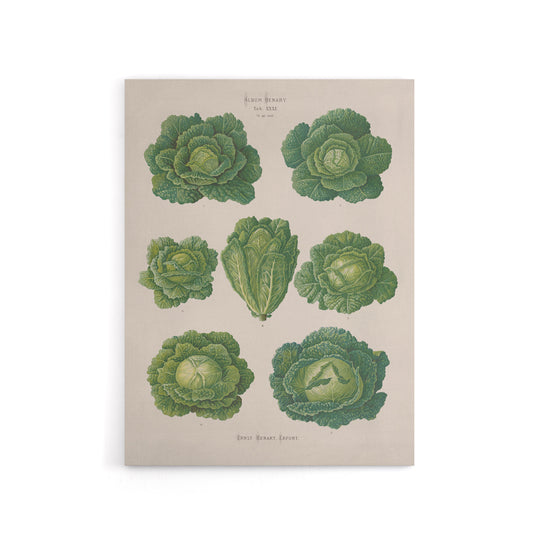 Savoy Cabbages Vintage Kitchen Ernst Benary Canvas Wall Art Print