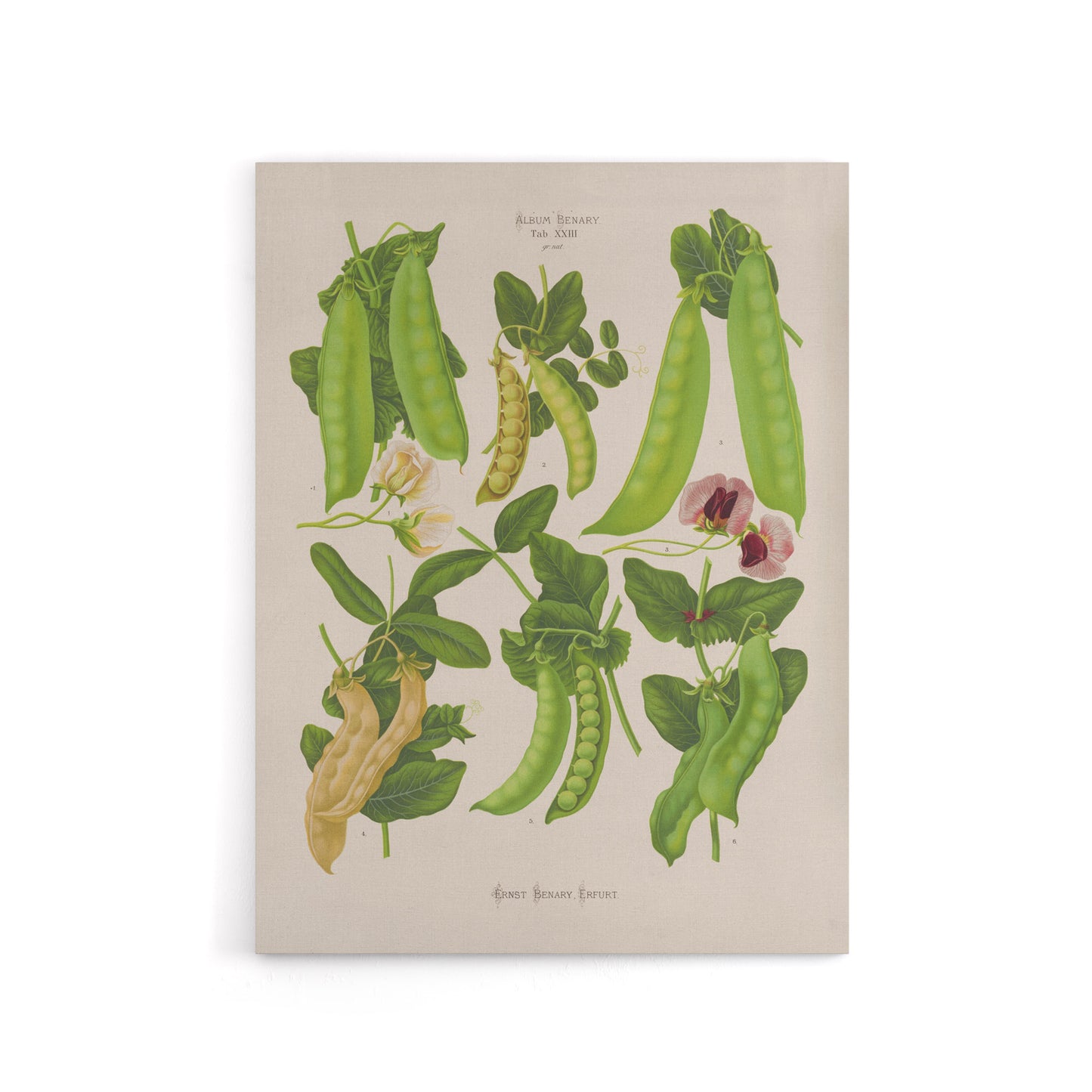 Sugar Peas Vintage Illustration Ernst Benary Canvas Wall Art Print
