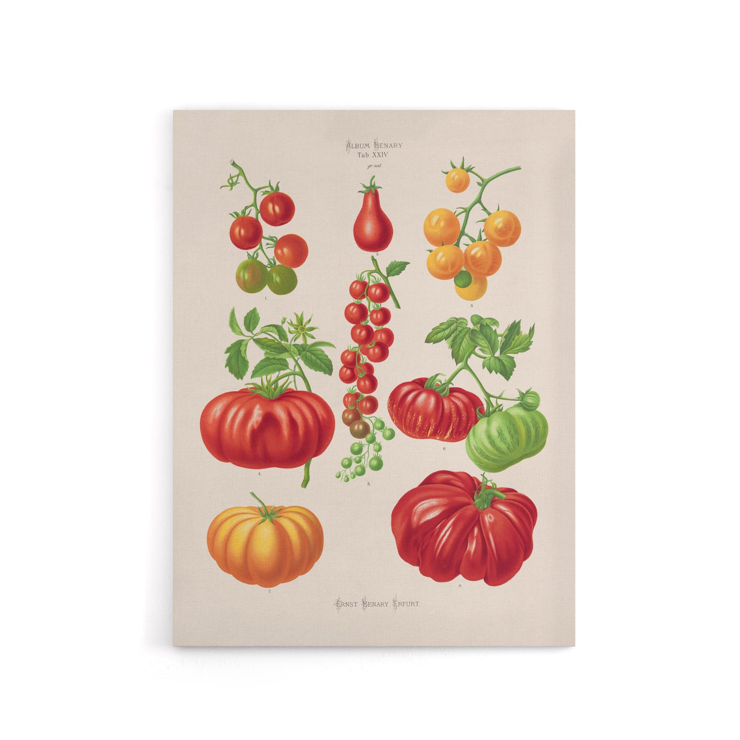Tomatoes or Love Apples Ernst Benary Canvas Wall Art Print
